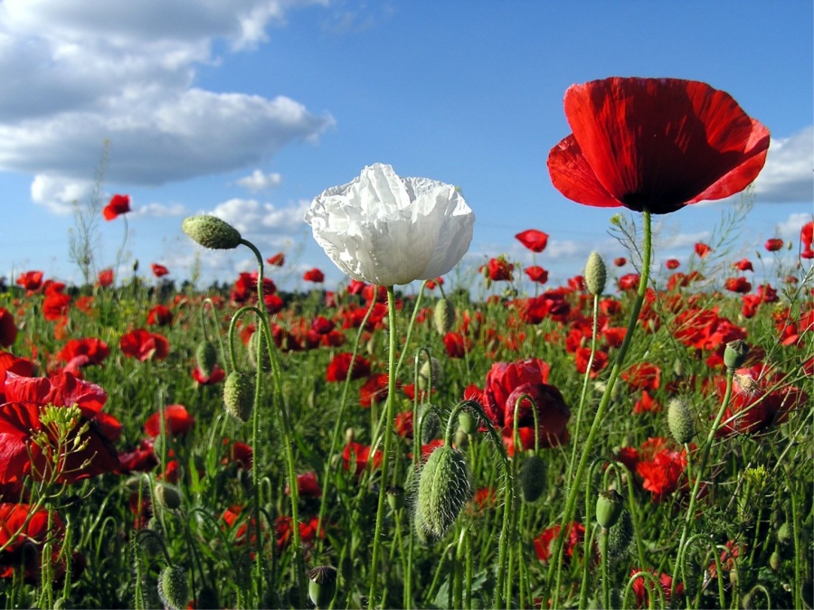 Flores y plantas